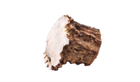 Elk antler - Crown - 3 cm