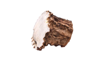 Elk antler - Crown - 3 cm