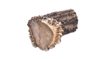 Elk antler - Crown - 4-8 cm