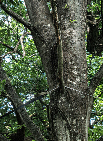 Chainsaw - Nordic Pocket Saw - the Arborist version