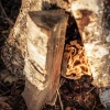 Petromax Fire Kit Cotton Kindling