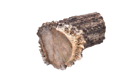 Elk antler - Crown - 4-8 cm